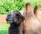 Profile portrait of a camel against the backdrop of wildlife. Dromedar walks in the park on the lawn