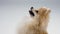 Profile portrait of a charming Dwarf Pomeranian red haired Spitz against a gray wall in the studio. Close up of smiling