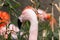 Profile portrait Chilean flamingo
