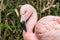 Profile portrait Chilean flamingo