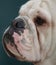 Profile portrait close up of an english Bulldog