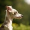 Profile portrait of a cute Italian Greyhound puppy in the nature. Italian Greyhound pup portrait on sunny summer day. Outdoor