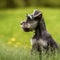 Profile portrait of a cute Miniature Schnauzer puppy in the nature. Miniature Schnauzer pup portrait on sunny summer day. Outdoor
