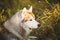 Profile Portrait of cute and prideful dog breed Siberian Husky posing in autumn on a bright forest background.