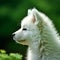 Profile portrait of a cute Samoyed puppy in the nature. Samoyed pup portrait on sunny summer day. Outdoor portrait of a beautiful