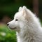 Profile portrait of a cute Samoyed puppy in the nature. Samoyed pup portrait on sunny summer day. Outdoor portrait of a beautiful
