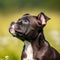 Profile portrait of a cute Staffordshire Bull Terrier puppy in the nature. Staffordshire Bull Terrier pup portrait on a sunny
