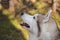 Profile portrait of dog breed siberian husky on a sunny day. Close-up image of beautiful dog looks like a wolf