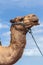 Profile portrait of a dromedary from Morocco