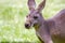 Profile portrait eastern grey kangaroo