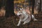 Profile Portrait of free and prideful Siberian Husky dog lying in the bright autumn forest