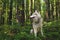 Profile portrait of free and wise dog breed siberian husky sitting in the fern in the green mysterious forest at sunset