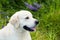 Profile portrait of friendly golden retriever dog in the green grass and violet flowers