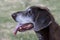 Profile portrait of German Shorthaired Pointer