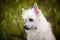 Profile portrait of gorgeeous powderpuff chinese crested dog in autumn forest