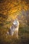 Profile Portrait of gorgeous Beige and white dog breed Siberian Husky sitting in fall on a bright forest background.