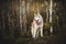 Profile Portrait of gorgeous dog breed Siberian Husky standing in fall on a forest background.