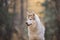 Profile Portrait of gorgeous and prideful Beige dog breed Siberian Husky sitting in the fall forest at sunset