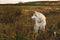 Profile portrait of gorgeous siberian husky dog with brown eyes sitting in the field at golden sunset in fall