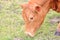 Profile Portrait Grazing Dairy Cow