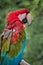 Profile portrait of a green winged macaw