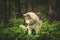 Profile Portrait of happy and beautiful dog breed siberian husky lying in the green forest