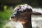 Profile portrait of a Huacaya alpaca under the sunlight