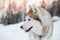 Profile portrait of husky male. Close up portrait of siberian Husky dog sitting on the snow in winter forest at sunset