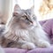 Profile portrait of a lilac point Ragamuffin cat lying on a sofa at home. Closeup face of a beautiful Ragamuffin cat on a blurred