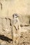 Profile Portrait on a Lone Short-Tailed Meerkat Standing to Attention on Sentry Duty