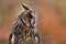 Profile portrait of long-eared owl Asio otus isolated on orange background. Owl face with big orange eyes. Wildlife scene