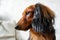 Profile portrait of long-haired dachshund red and black color, brown eyes, adorable black nose