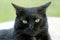 Profile portrait of a lovely black cat on Easter Island, Chile, South America