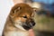 Profile Portrait of lovely japanese shiba inu puppy stitting outside
