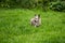 Profile Portrait of lovely powder puff puppy breed chinese crested dog standing in the green grass on summer day.