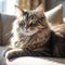 Profile portrait of a lynx point Ragamuffin cat lying on a sofa at home. Closeup face of a beautiful Ragamuffin cat on a blurred