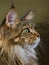 Profile portrait of Maine Coon cat