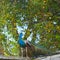 Profile portrait of male peacock with plumage displayed.,forest background, Sri Lanka