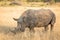 Profile portrait of male white rhinoceros, Cerototherium simium, in African landscape in late afternoon sun