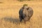 Profile portrait of male white rhinoceros, Cerototherium simium, in African landscape in late afternoon sun