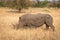Profile portrait of male white rhinoceros, Cerototherium simium, in African landscape in late afternoon sun