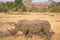 Profile portrait of male white rhinoceros, Cerototherium simium, in African landscape in late afternoon sun