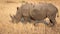 Profile portrait of male white rhinoceros, Cerototherium simium, with ox peckers on his back, in African landscape in late afterno