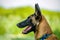 In profile portrait of malinois dog with black muzzle