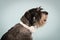 Profile portrait of a mittel schnauzer with white headphones around his neck against a bluish background in the studio