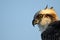 Profile portrait of Osprey