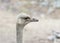 profile portrait of an ostrich
