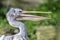 Profile portrait of pelican