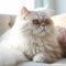 Profile portrait of a Persian cat lying on a sofa at home. Closeup portrait of a beautiful Persian cat on a blurred background.