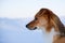 Profile portrait of prideful red non pedigreed dog is on the snow on the frozen sea background